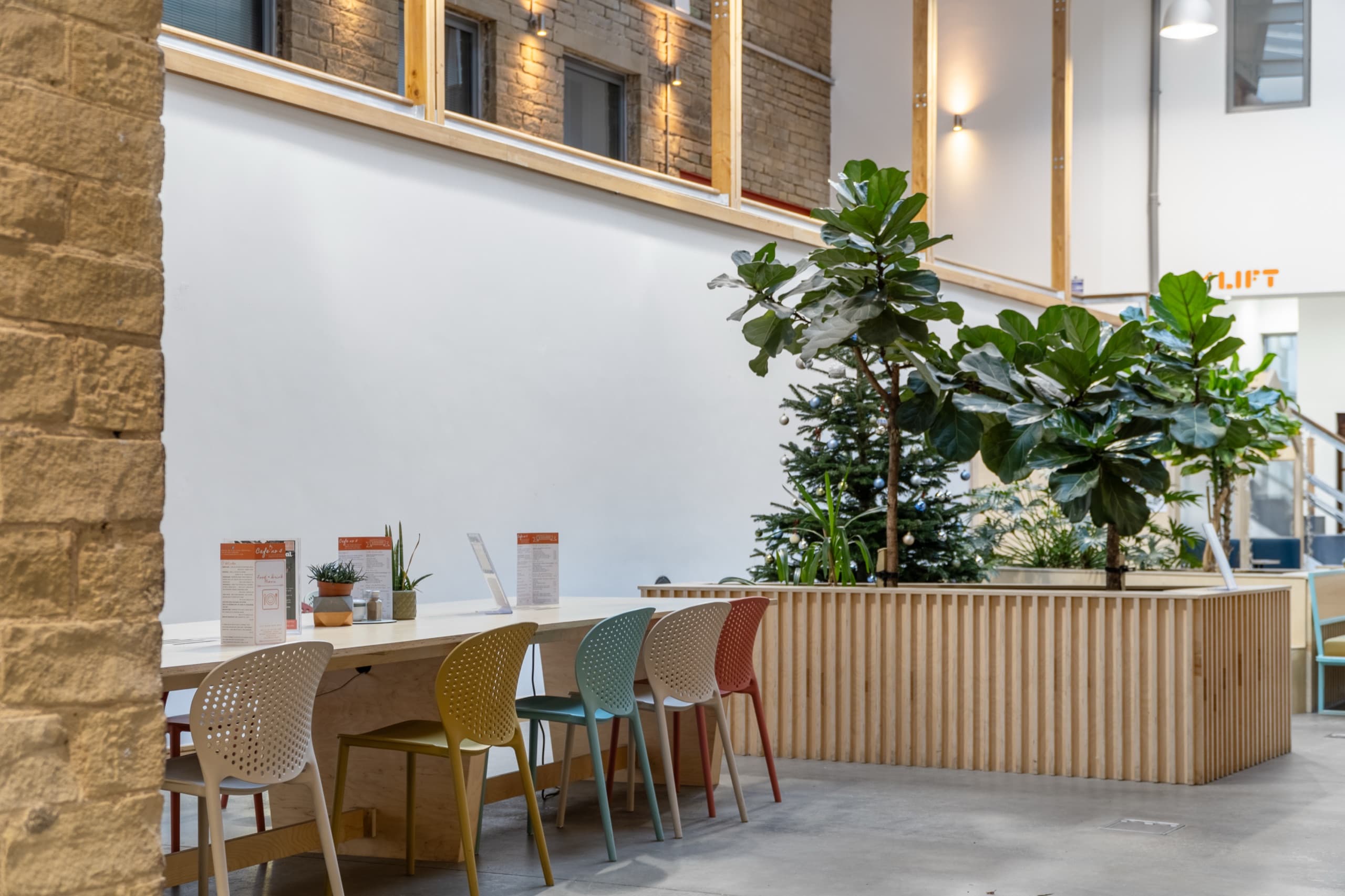 Long plywood table with coloured chairs beside a slatted timber planter holding fiddle-leaf fig trees, under pendant lighting.